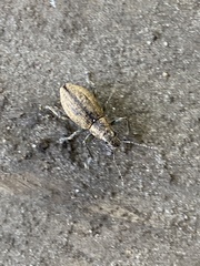 Naupactus versatilis