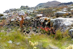 Cyrtanthus angustifolius