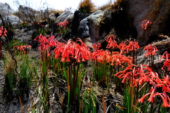 Cyrtanthus angustifolius