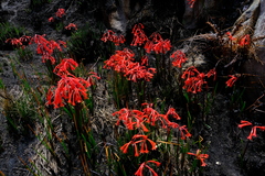 Cyrtanthus angustifolius