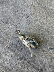Naupactus versatilis