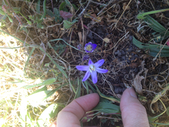 Brodiaea