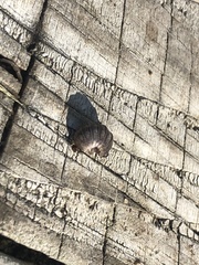 Armadillidium vulgare