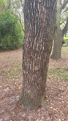 Sideroxylon celastrinum