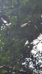 Sideroxylon celastrinum