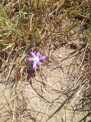 Brodiaea