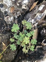 Oxalis corniculata