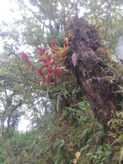 Columnea sulfurea