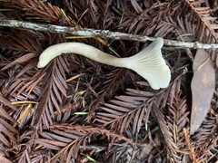 Spodocybe trulliformis