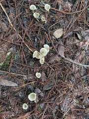 Spodocybe trulliformis