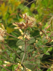 Chromolaena bullata