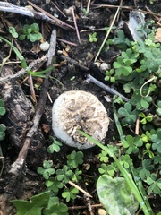 Agaricus bernardii