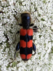 Trichodes crabroniformis