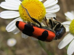 Trichodes crabroniformis