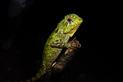 Gonocephalus kuhlii