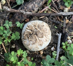 Agaricus bernardii