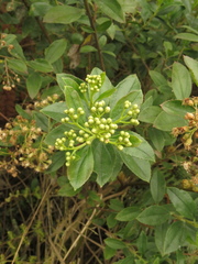 Baccharis prunifolia