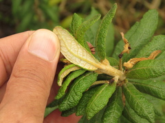 Siphocampylus columnae