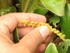 Stelis galeata