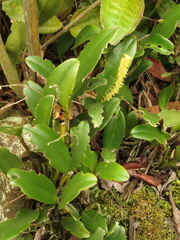 Stelis galeata