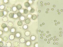 Leucogaster rubescens