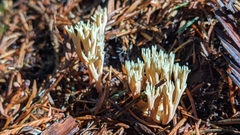 Ramaria apiculata