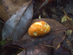 Leucogaster rubescens