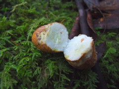 Leucogaster rubescens