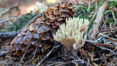 Ramaria apiculata