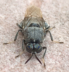Cyphomyia erecta