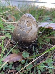 Coprinus comatus