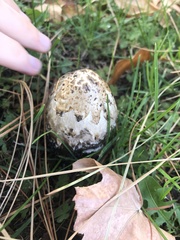 Coprinus comatus