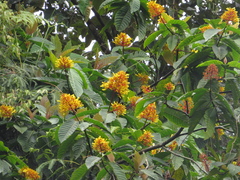 Palicourea guianensis