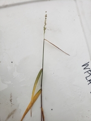 Panicum hemitomon