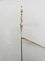 Panicum hemitomon