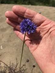 Gilia capitata chamissonis