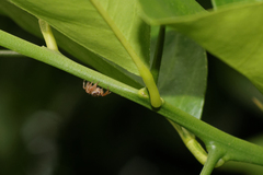 Thyene coccineovittata