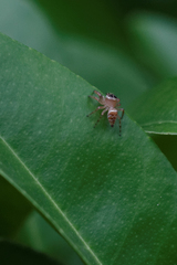 Thyene coccineovittata