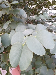 Bauhinia