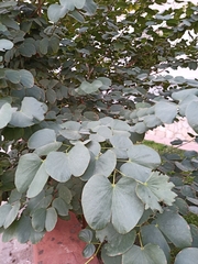 Bauhinia
