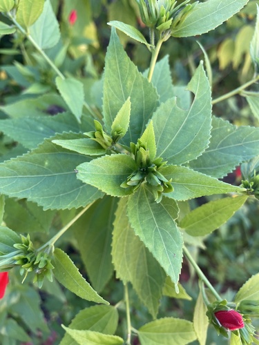 Malvaviscus penduliflorus