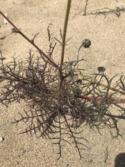 Gilia capitata chamissonis