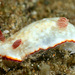 Goniobranchus preciosus - Photo (c) uwkwaj, algunos derechos reservados (CC BY-NC), subido por uwkwaj