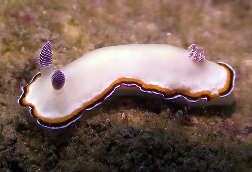 Goniobranchus fabulus — seen at this dive site