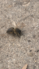 Apis mellifera