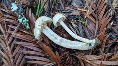 Pseudolaccaria pachyphylla