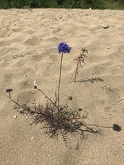 Gilia capitata chamissonis