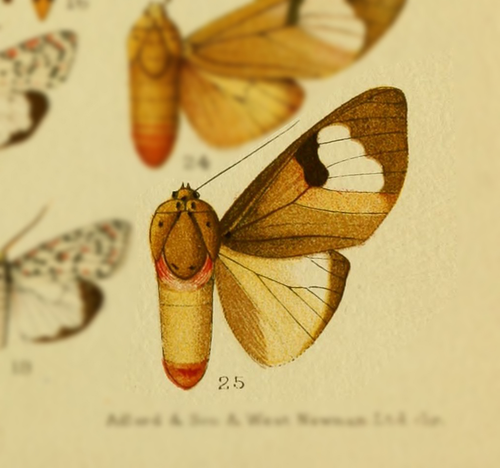 Amerila curta