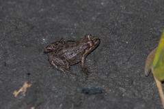 Leptodactylus melanonotus
