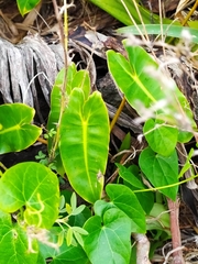 Philodendron quinquenervium